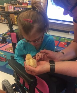 Student's hand is on top of her Intervenor's hand as they gently feel the soft down of the baby chicken.